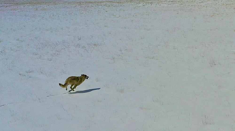 雪地里疾馳的阿里“狼”。