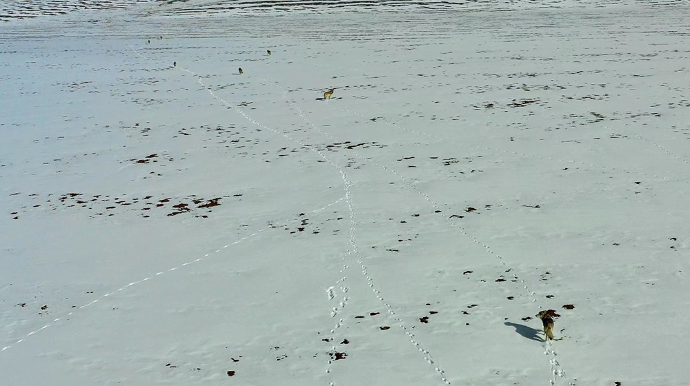 天地一色，狼群在雪地里不斷地向前奔跑。