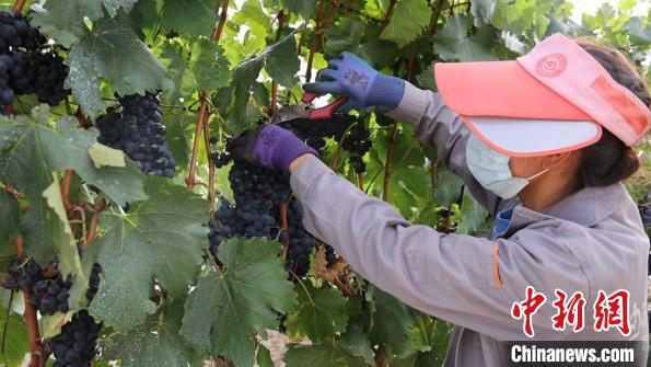 圖為當(dāng)?shù)卮迕癫烧咸??！∩侥仙Ｈ湛h委宣傳部提供