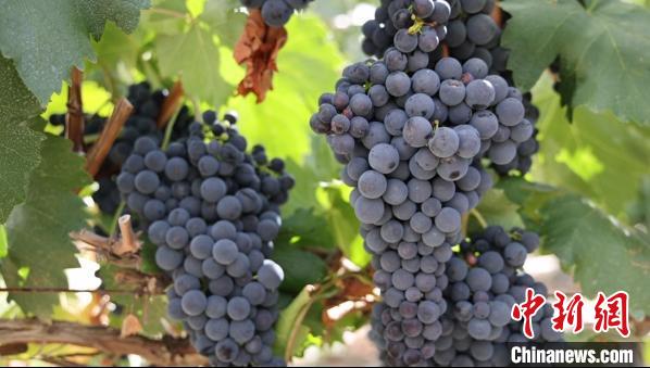 圖為桑日縣種植的葡萄?！∩侥仙Ｈ湛h委宣傳部提供
