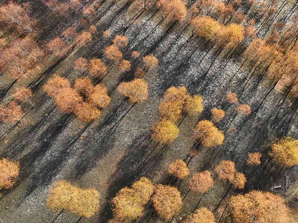 入冬時(shí)節(jié)，雅魯藏布江畔的樹(shù)林一片金黃。