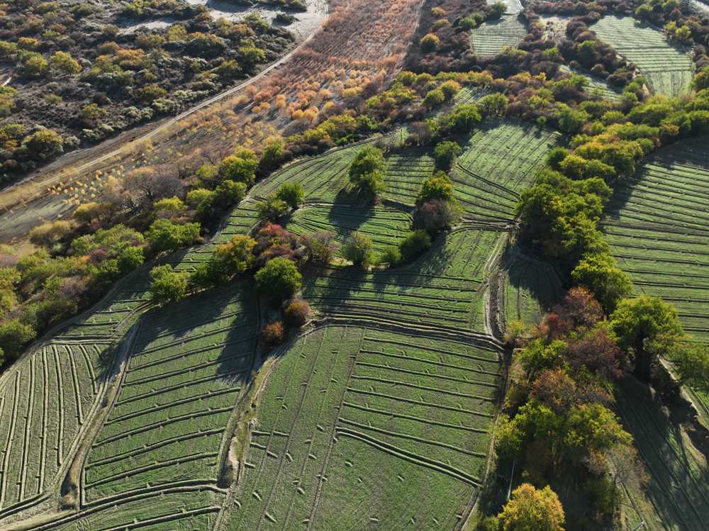 雅魯藏布江畔的高原梯田。