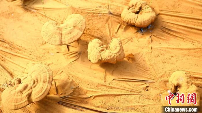 圖為靈芝基地內(nèi)孢子粉布滿塑料膜?！〉录?攝