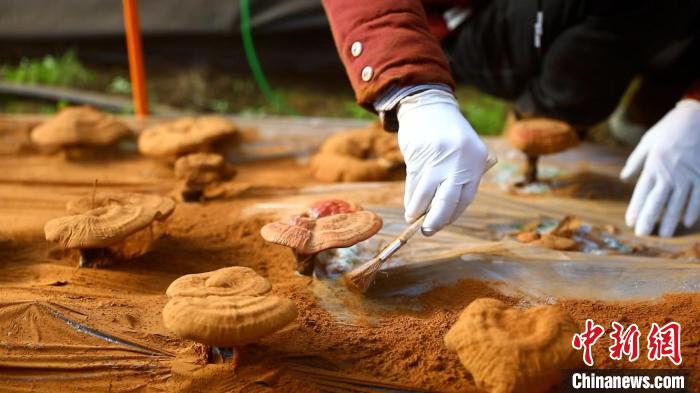 圖為農(nóng)民采收靈芝孢子粉?！〉录?攝