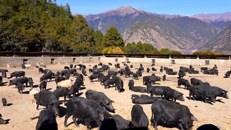 養(yǎng)殖基地里的藏香豬。