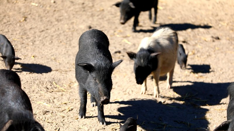 藏香豬在覓食。