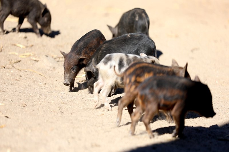 藏香豬在覓食。