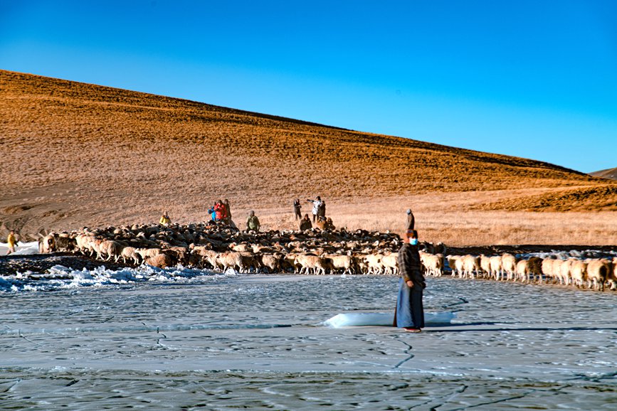 牧民趕著羊群，準(zhǔn)備通過冰面。 覃穎華攝