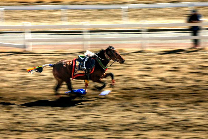 藏歷新年，精彩的馬術(shù)表演。張靜攝