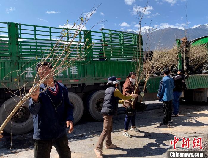 民眾搬運(yùn)苗木。　昌都市芒康縣委宣傳部供圖