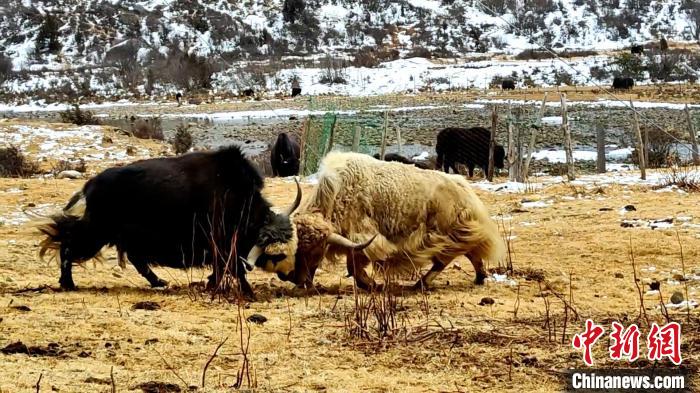 圖為角木那村生態(tài)散養(yǎng)的牦牛正在嬉戲?！“蜕Ｇ?　攝