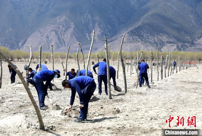 林芝市巴宜區(qū)森林消防中隊志愿服務隊熱火朝天的植樹現場?！∥骼@拉翁 攝