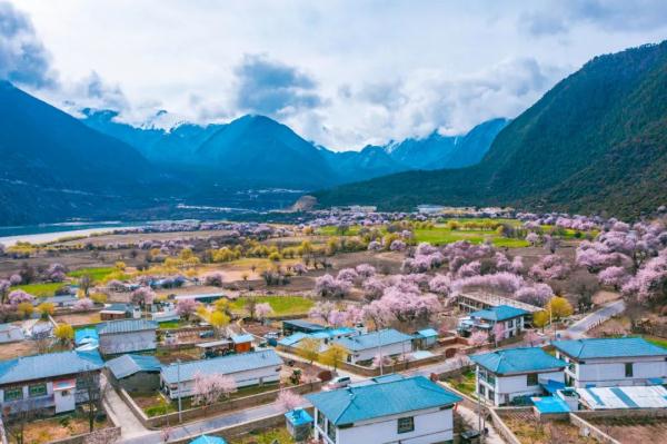 人間桃花源！林芝桃花有多絕？