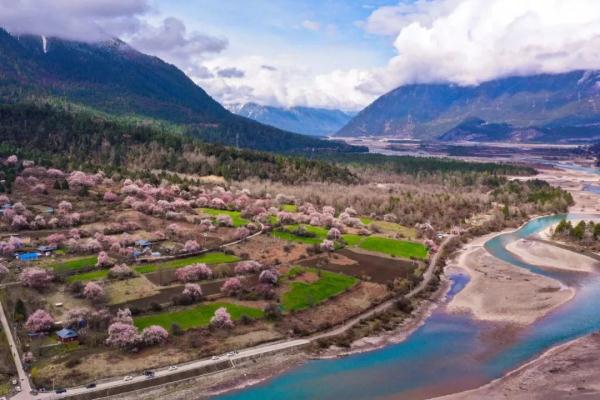 人間桃花源！林芝桃花有多絕？