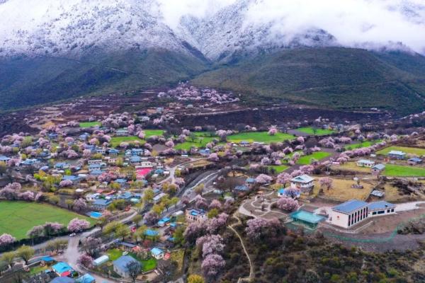 人間桃花源！林芝桃花有多絕？