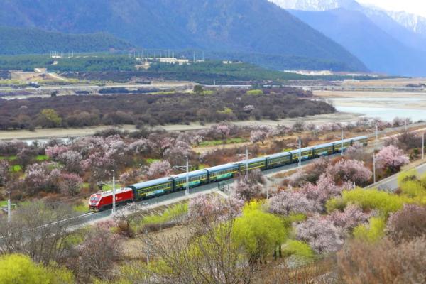 人間桃花源！林芝桃花有多絕？