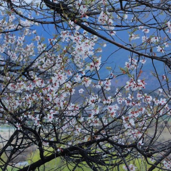 人間桃花源！林芝桃花有多絕？