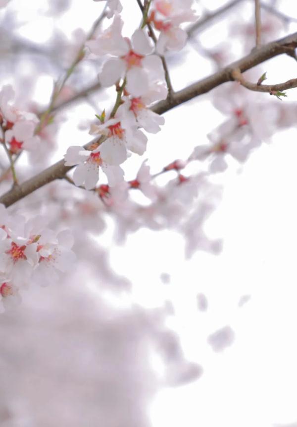 人間桃花源！林芝桃花有多絕？