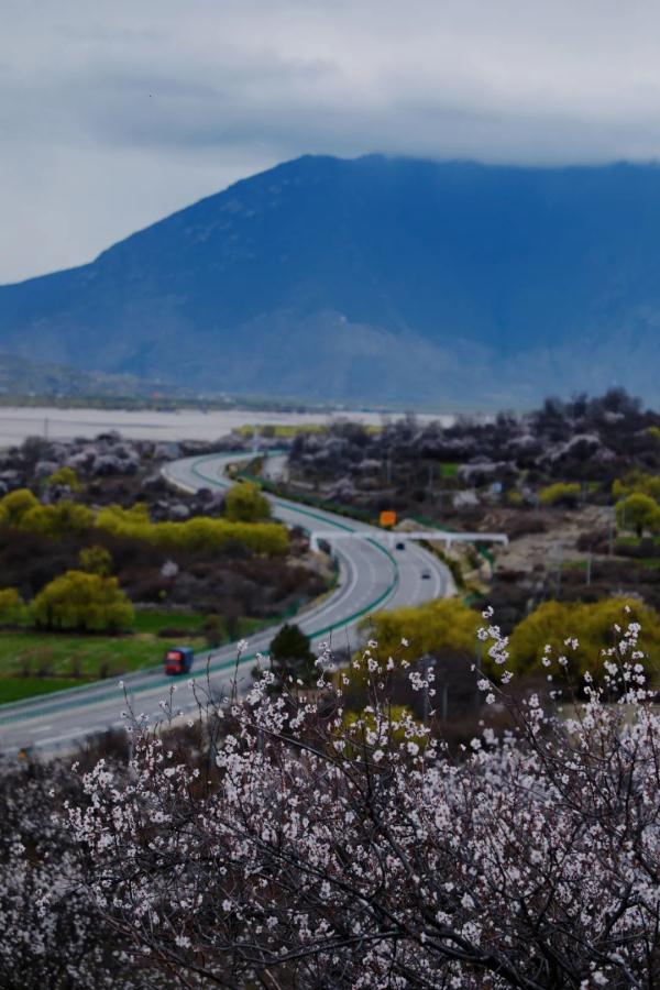 人間桃花源！林芝桃花有多絕？