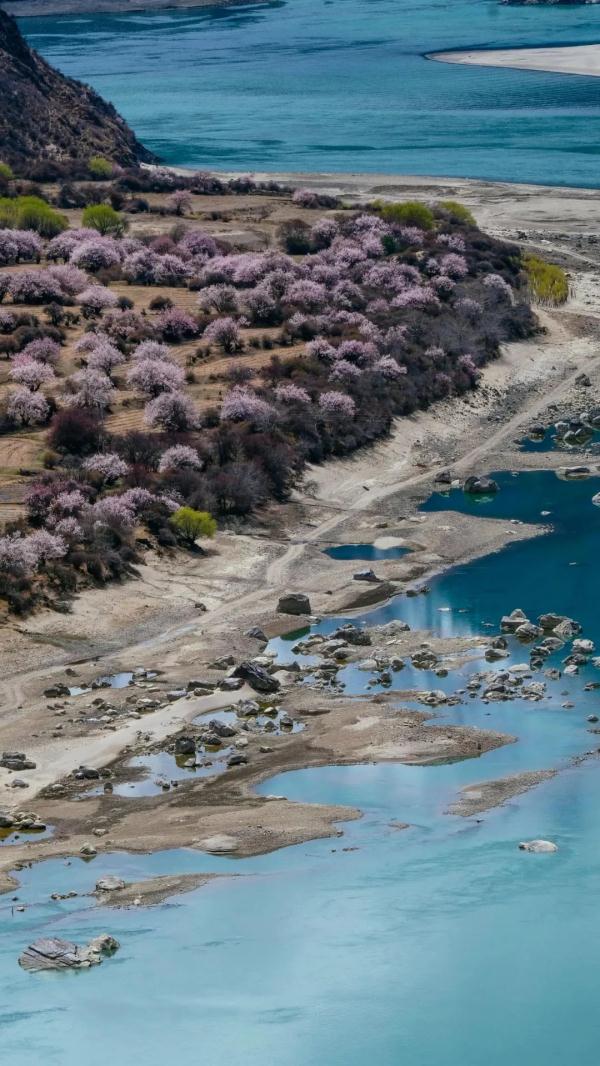 人間桃花源！林芝桃花有多絕？