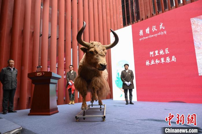 圖為阿里地區(qū)林草局捐贈的金絲野牦牛標(biāo)本?！≮w朗 攝