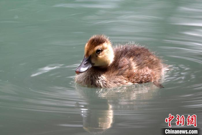 圖為6月22日，棲息在拉魯濕地的白眼潛鴨?！±盍?攝
