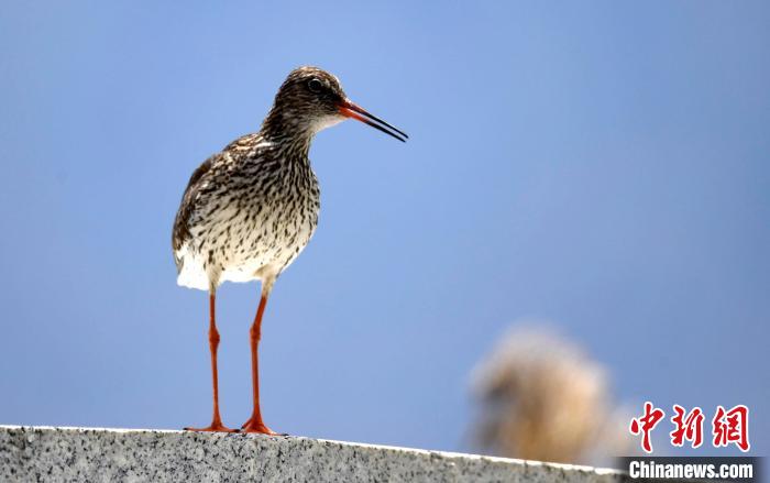 圖為6月22日，棲息在拉魯濕地的紅腳鷸?！±盍?攝