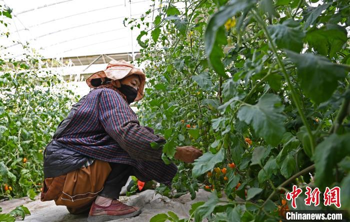 圖為巴珍在地里勞作。　趙朗 攝