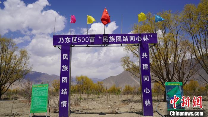 圖為“民族團結(jié)同心林”項目?！∧藮|融媒供圖