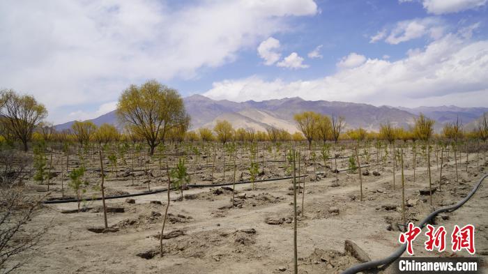 圖為位于乃東區(qū)雅魯藏布江河畔的“民族團結(jié)同心林”已初具雛形。　乃東融媒供圖