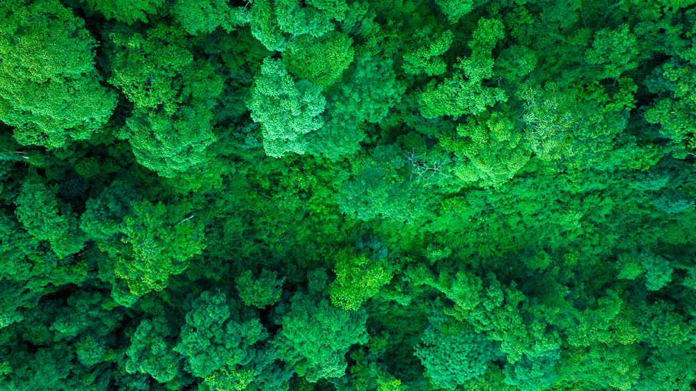 森林覆蓋率達到50%以上，滿目皆綠。益西曲批攝