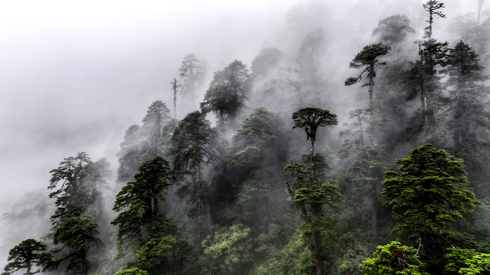 水霧蒸騰，滿目皆綠。張澤坤攝