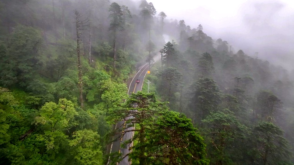 穿行于綠色間。張澤坤攝