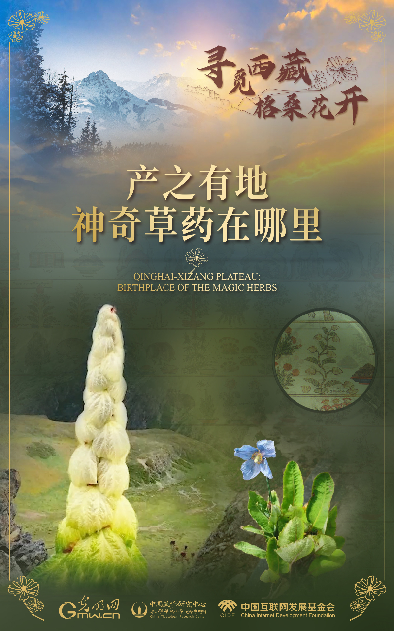【尋覓西藏·格?；ㄩ_】產(chǎn)之有地：神奇草藥在哪里