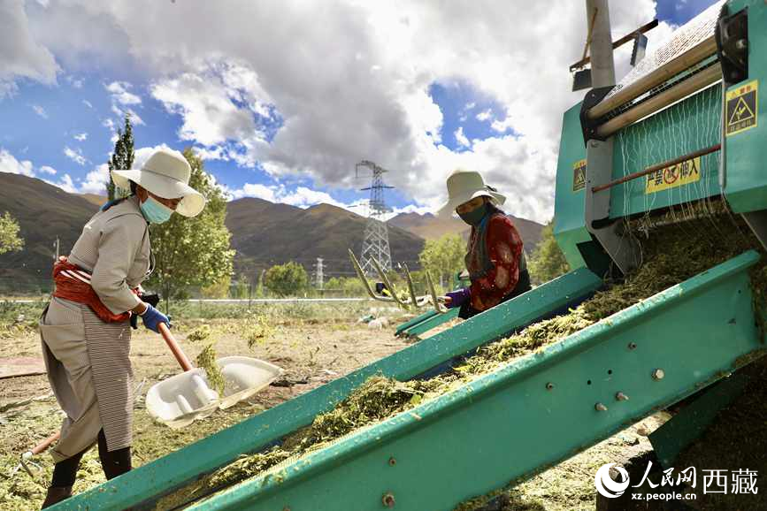 曲水茶巴拉村民正在包裝青飼玉米。人民網(wǎng)記者 次仁羅布攝