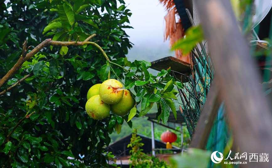 墨脫縣德興鄉(xiāng)德興村庭院果樹飄香。