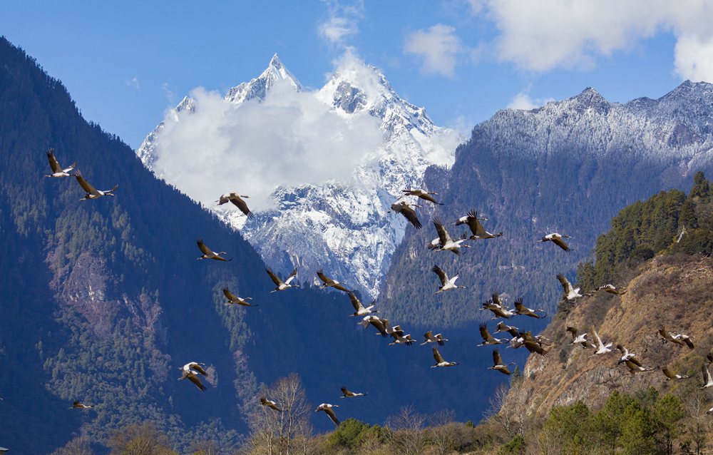 黑頸鶴蹁躚起舞美如畫。索多攝