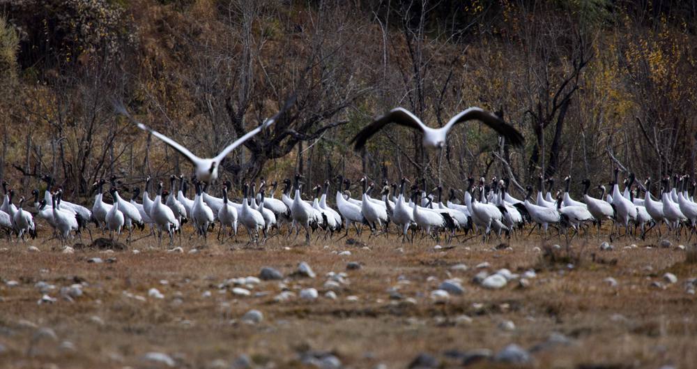 黑頸鶴蹁躚起舞美如畫。索多攝