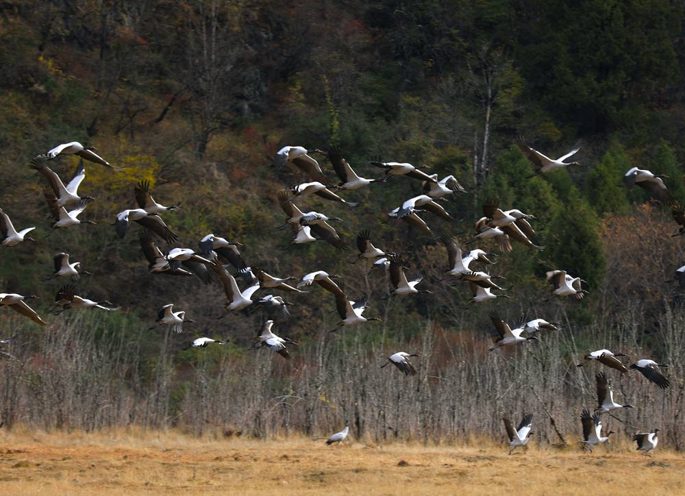 黑頸鶴蹁躚起舞美如畫。益西旦增攝