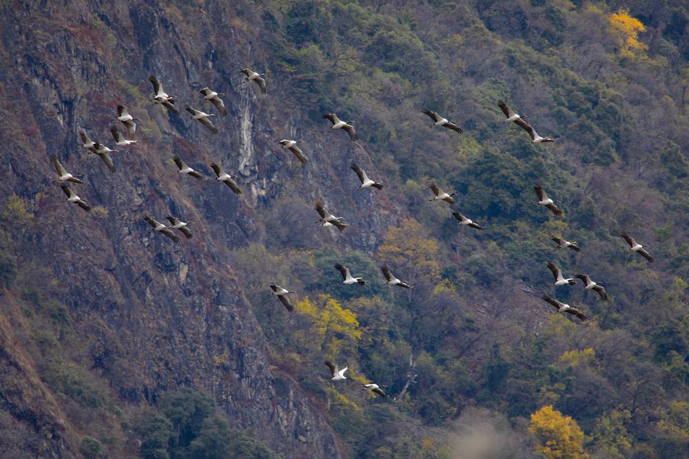 黑頸鶴蹁躚起舞美如畫。索多攝