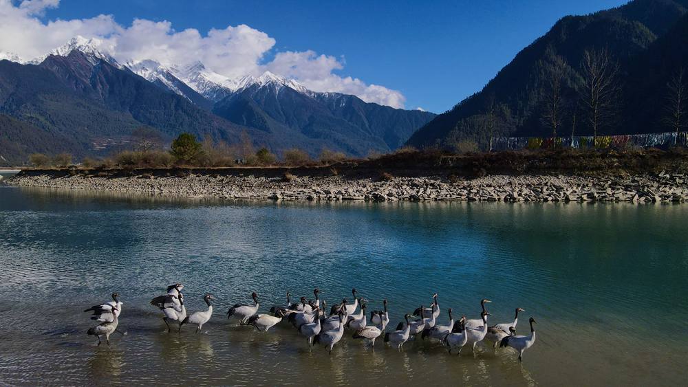 河中嬉戲的黑頸鶴。益西旦增攝