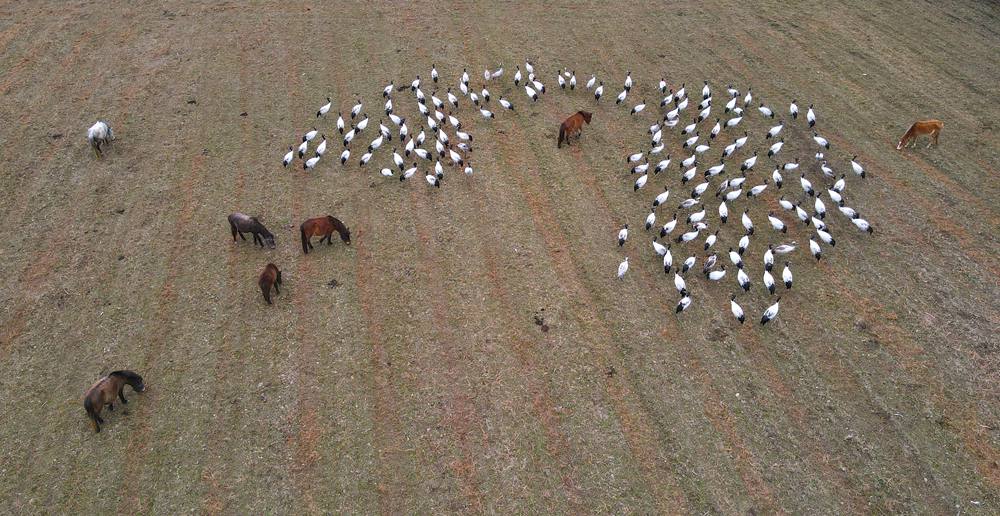覓食中的黑頸鶴。益西旦增攝