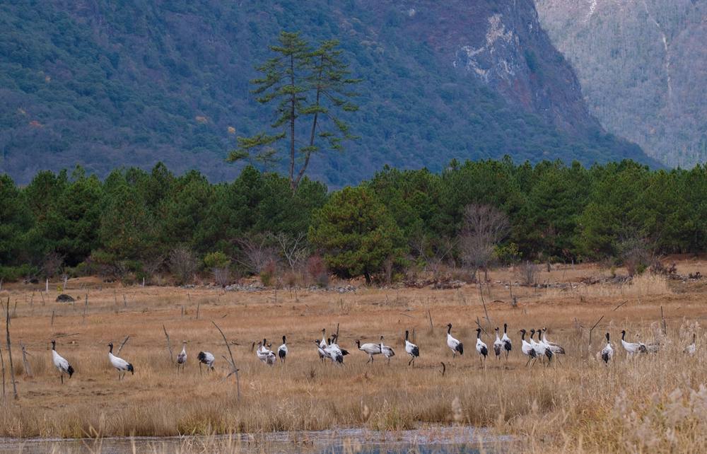 覓食中的黑頸鶴。扎頓攝