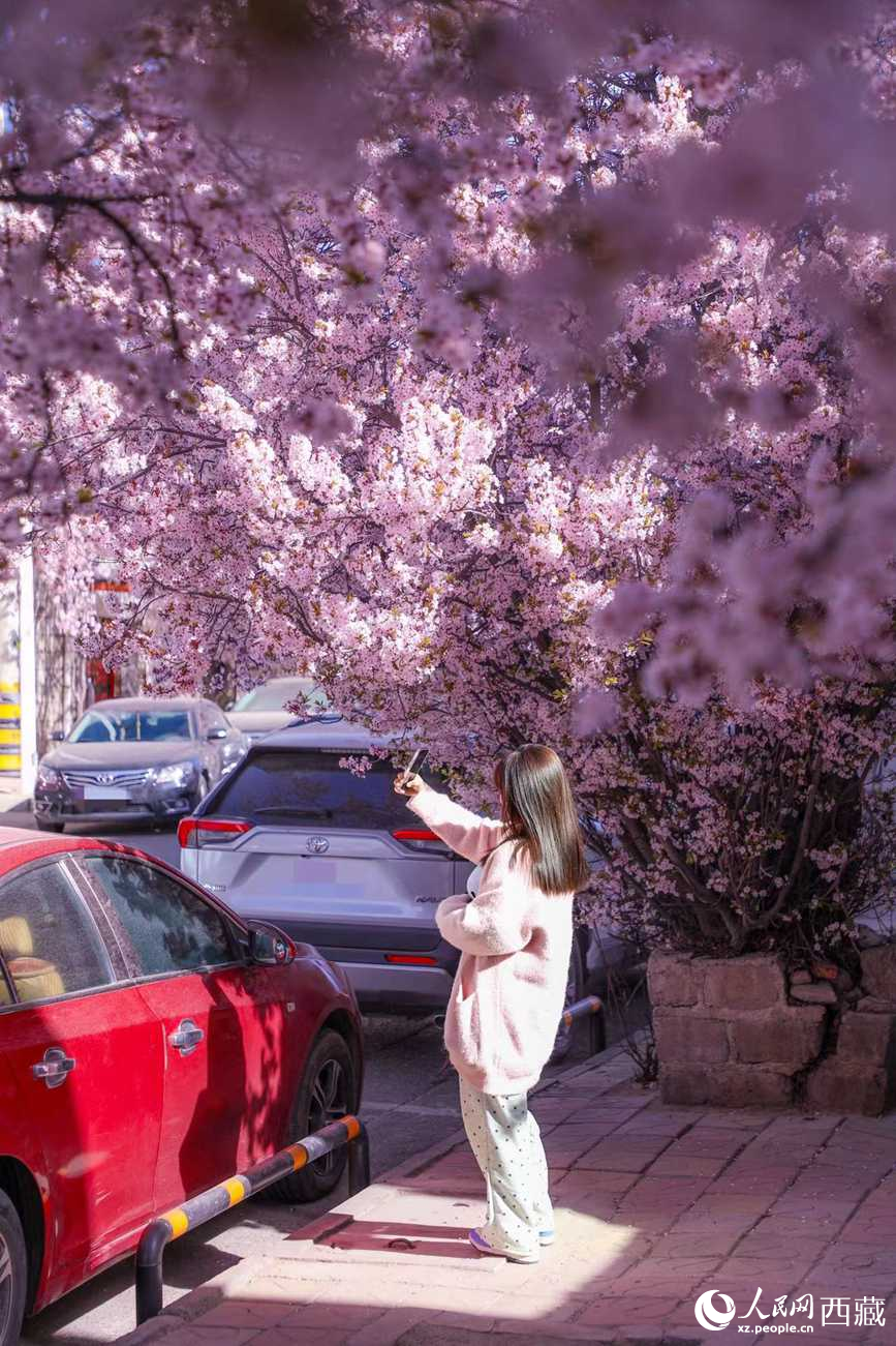 桃林下，拉薩市民游客樂享春光。人民網(wǎng)記者 次仁羅布攝