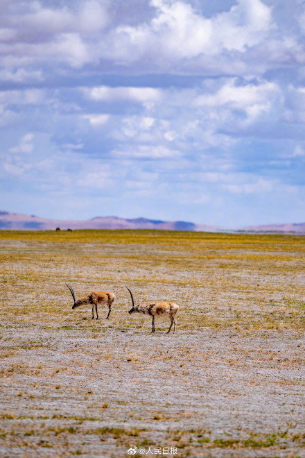 可愛壁紙上新！藏羚羊就是高原上的精靈吧