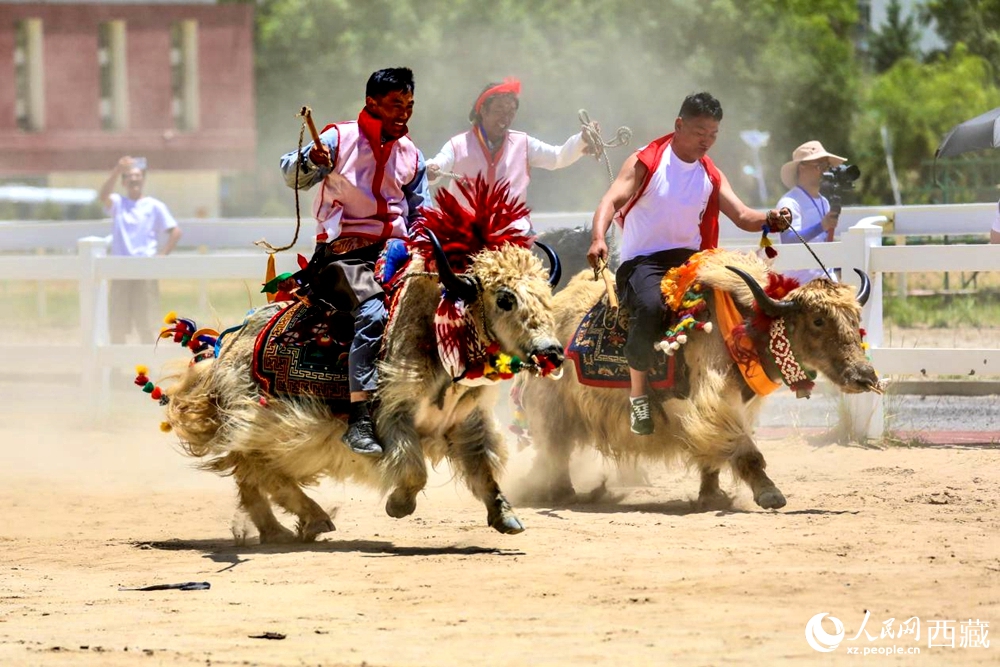拉薩首屆農(nóng)牧民運(yùn)動(dòng)會(huì)上的賽牦牛比賽。