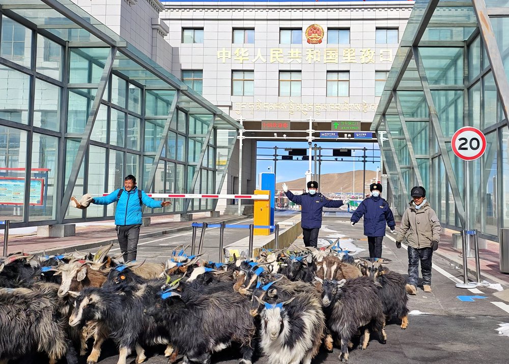海關(guān)關(guān)員監(jiān)管驗放出口活羊。次旺久美攝