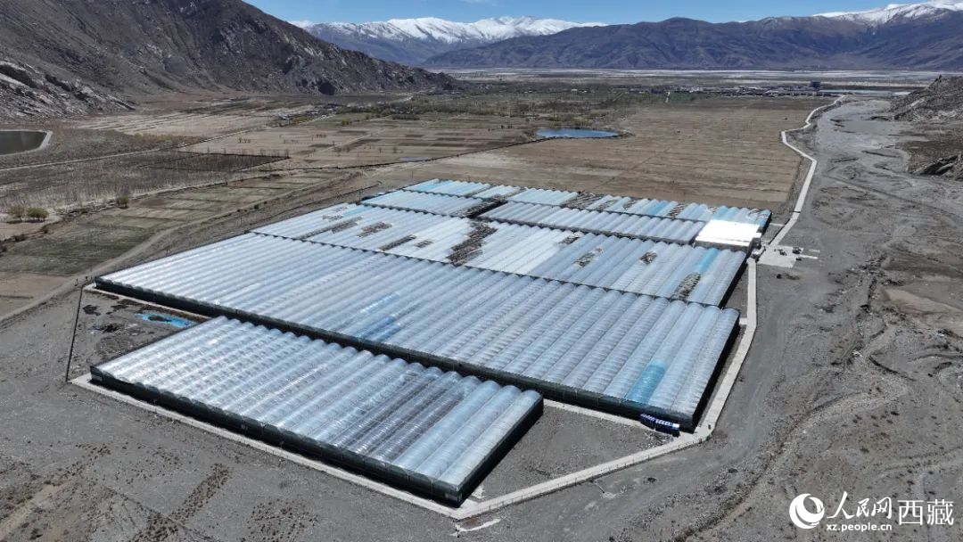 戈壁田園全景。次仁龍布攝