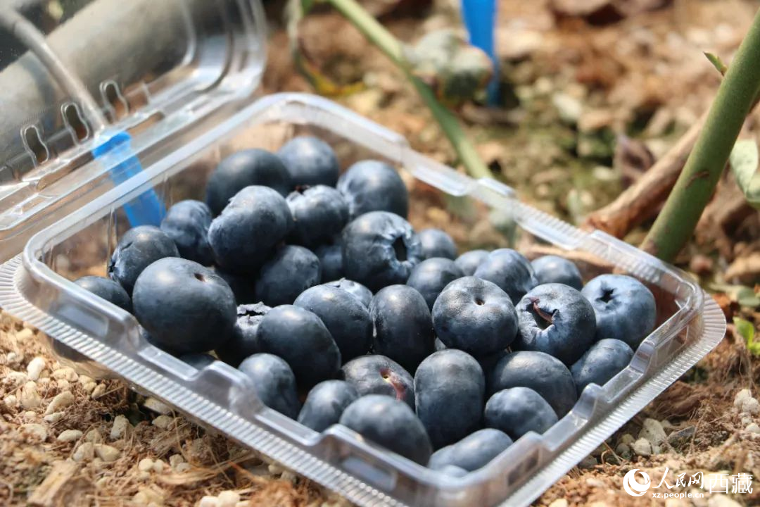 藍(lán)莓表面覆蓋著天然果霜。次仁龍布攝