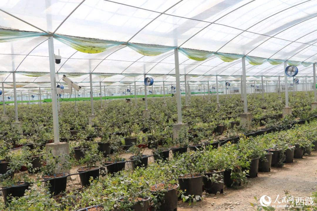戈壁田園藍(lán)莓工業(yè)化種植基地。次仁龍布攝